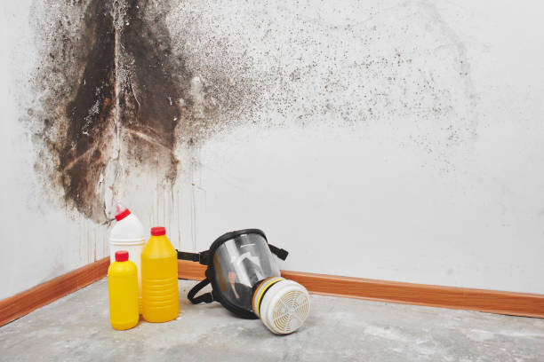 Best Home Mold Removal  in Ben Lomond, CA