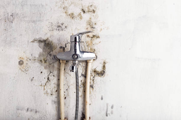 Best Fast Mold Removal  in Ben Lomond, CA