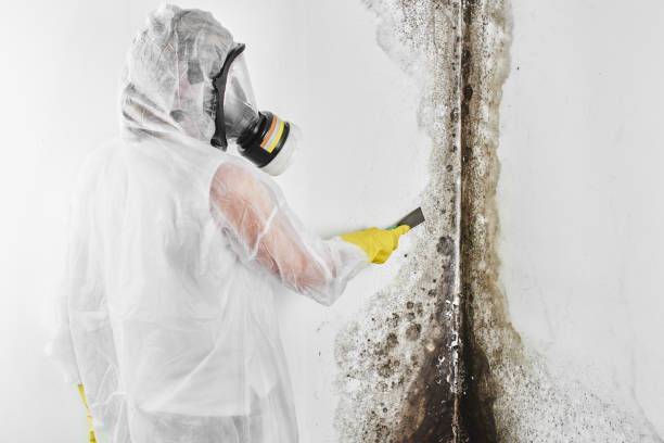 Best Home Mold Removal  in Ben Lomond, CA