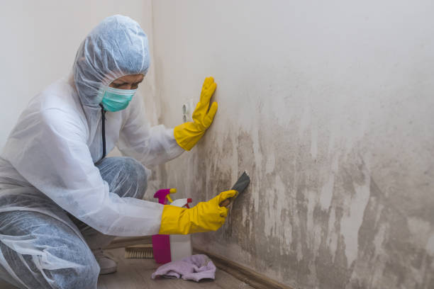 Best Certified Mold Removal  in Ben Lomond, CA