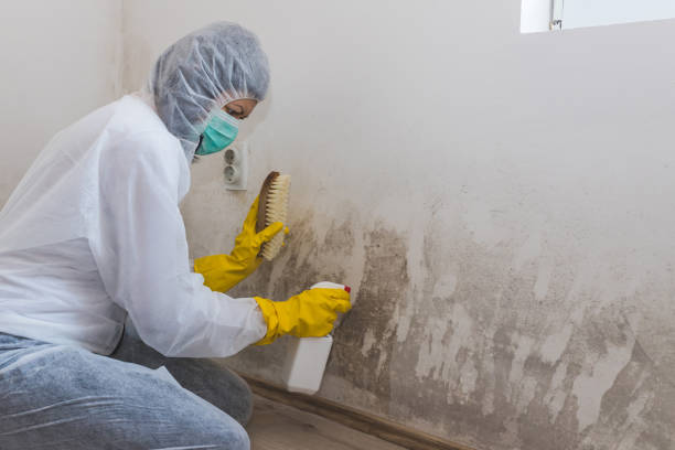Best Emergency Mold Removal  in Ben Lomond, CA