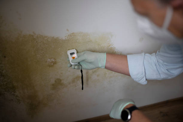 Best Attic Mold Removal  in Ben Lomond, CA