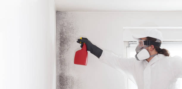 Best Black Mold Removal  in Ben Lomond, CA