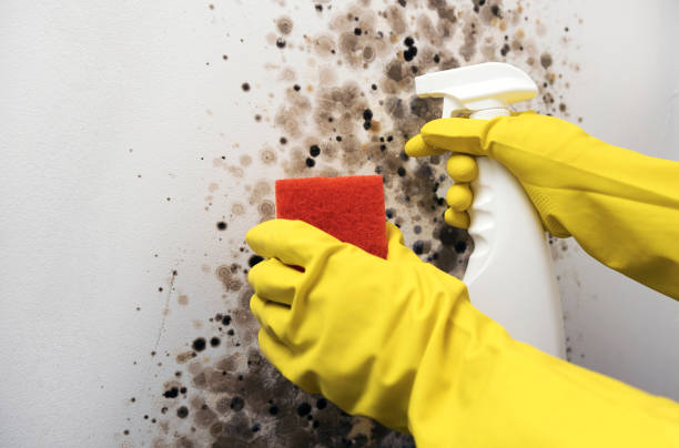 Attic Mold Removal in Ben Lomond, CA