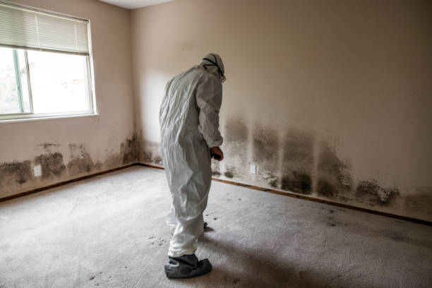 Best Commercial Mold Removal  in Ben Lomond, CA
