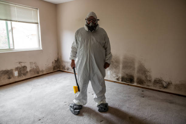 Trusted Ben Lomond, CA Mold Removal Experts