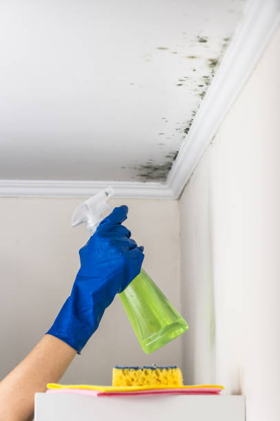 Best Local Mold Removal Service  in Ben Lomond, CA
